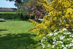 Lawns and Shrubs