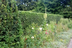 Hedges and bushes